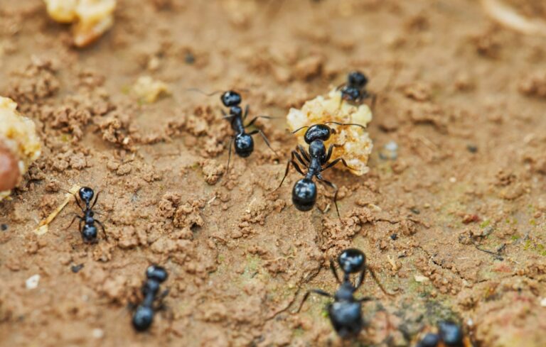 BRCGS tarafından Best Practice Guideline - Pest Management adlı Doküman Yayımlandı