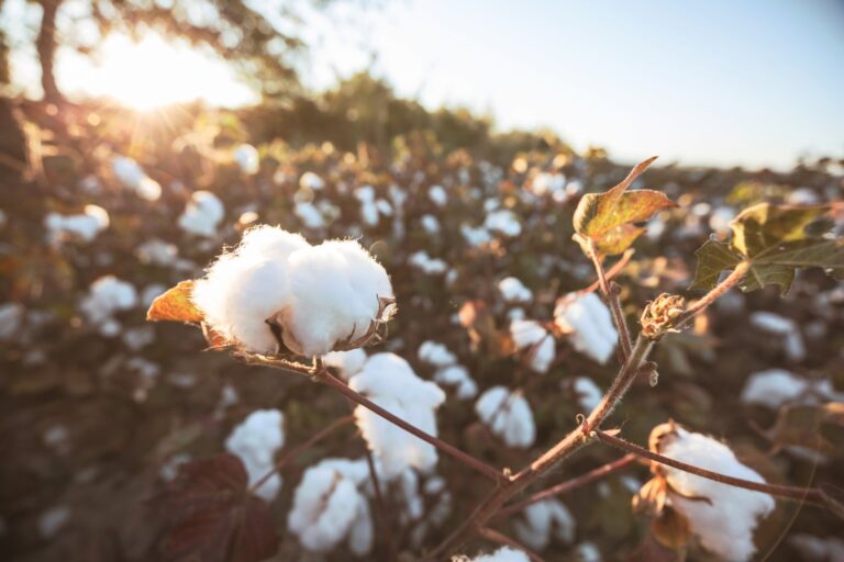 Textile Exchange pubblica uno studio di analisi del ciclo di vita per il cotone
